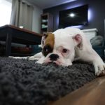 10 Tips for Maintaining Clean Carpets With Pets