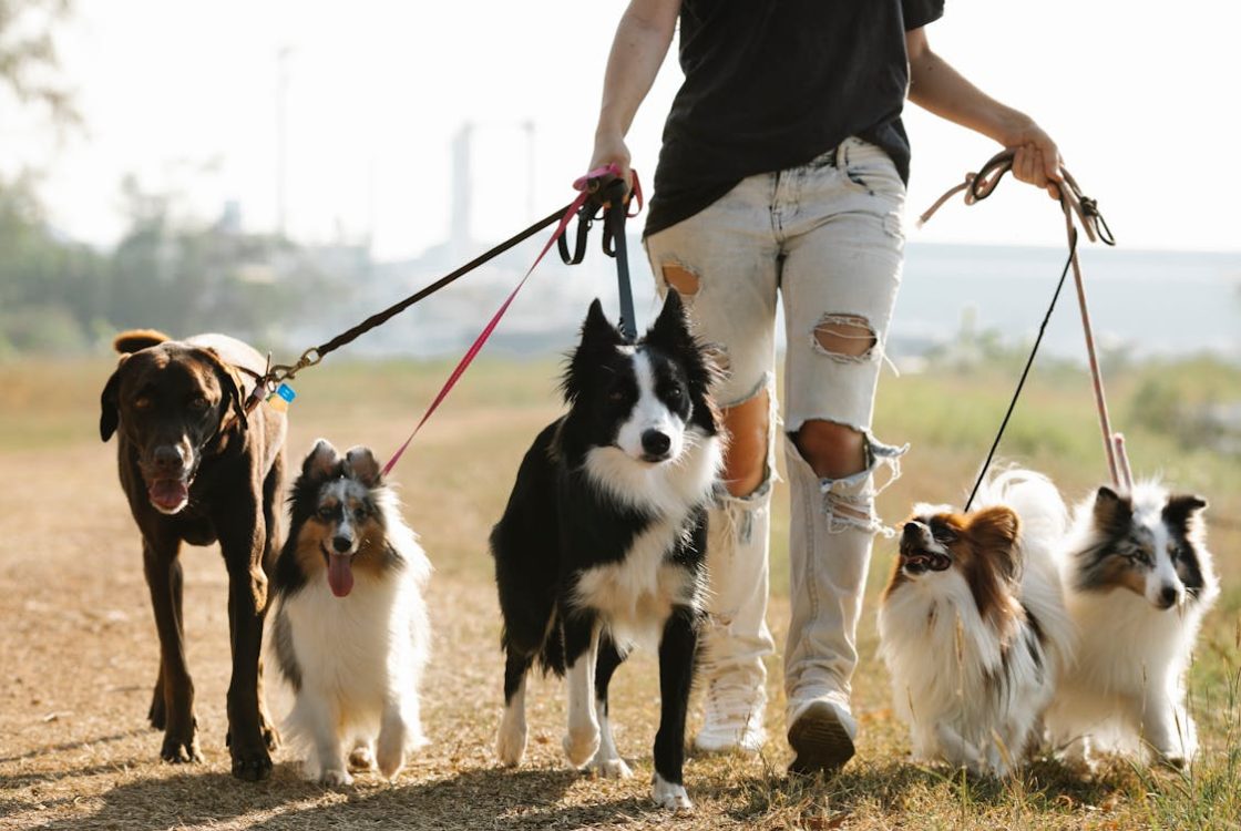 How to Build a Daily Routine for Your Pet Dog’s Health